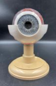 A Somso anatomical model of an eye on stand (18cm H Approx)