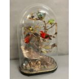 A taxidermy diorama of birds and insects (H52cm W33cm)