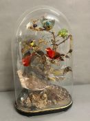 A taxidermy diorama of birds and insects (H52cm W33cm)