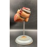 An anatomical model of a heart on stand (Approx 20cm H)