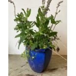 A two tone blue glazed tear drop garden planter