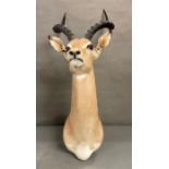 A wall hanging taxidermy of an Antelope