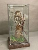 A cased taxidermy of an owl.