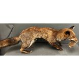 A taxidermy model of a free standing fox
