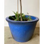 A large blue painted garden planter