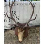 A Stags head mounted, 12 points (H100cm W67cm)