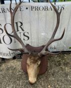 A Stags head mounted, 12 points (H100cm W67cm)