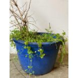 A large blue glazed garden plant pot