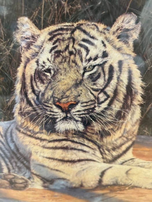 The Great White Tiger by Anthony Gibbs print 1146/1500 (106cm x 76cm) - Image 2 of 6