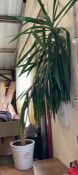 A Heritage garden planter with a mature spineless yucca (Approx H220cm)
