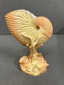 A Royal Worcester blushed ivory coral shell Shape No 101