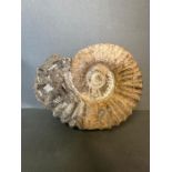 A large Ammonite fossil (Approximate Total Measurements 19.5cm width x 16cm height)