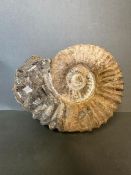 A large Ammonite fossil (Approximate Total Measurements 19.5cm width x 16cm height)