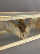 A cased taxidermy Bat specimen