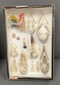 A cased selection of animals skull specimens