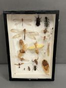 A cased selection of taxidermy insects, approx twenty specimens