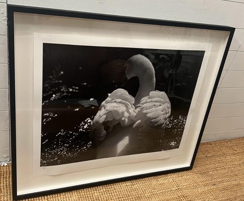 A limited edition print by the photographer and filmmaker Tony McGee "Swan" (62cm x 85cm)