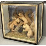 A cased Victorian taxidermy set of three red squirrels in a naturalistic setting (H48cm W48cm