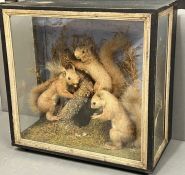 A cased Victorian taxidermy set of three red squirrels in a naturalistic setting (H48cm W48cm