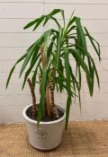 A mature spineless yucca in a Heritage garden planter (approx H120cm)