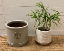 A Juvenile spineless yucca potted and a Heritage garden planter