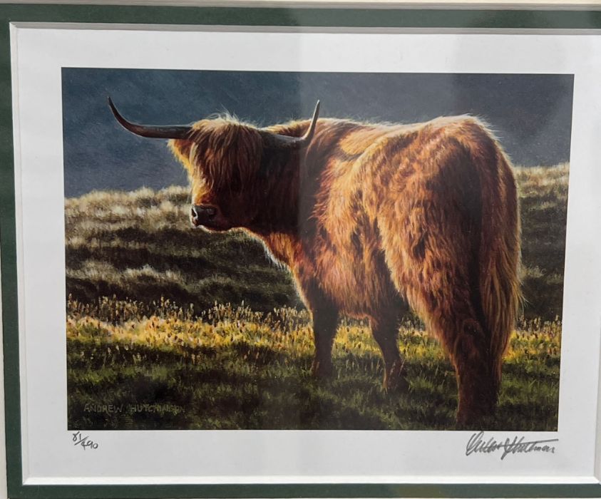 A study of a long horned cow by Andrew Hutchinson limited print 81/490 - Image 6 of 6