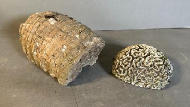 A groove "Brain" coral fossil and an amonite fossil