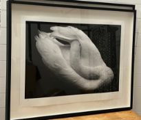 A limited edition print by the photographer and filmmaker Tony McGee "Dreaming Swan"