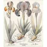 VARIA - HORTUS EYSTETTENSIS: Iris Calcedonica latifolia; Iris Florontina; Iris Illyrica - Iris lat