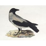 VARIA - VÖGEL: „Hodded Crow“.