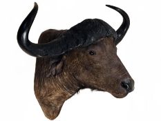 A mounted African Cape Buffalo taxidermy head, 90h x 105w x 80d cm, in good condition