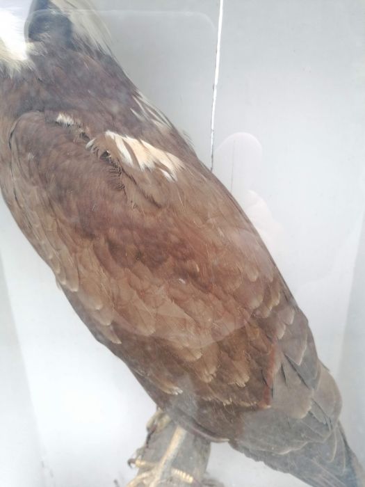 An early 20th century cased taxidermy Marsh Harrier, (50 cm from head to tail) - Image 5 of 9