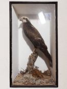An early 20th century cased taxidermy Marsh Harrier, (50 cm from head to tail)