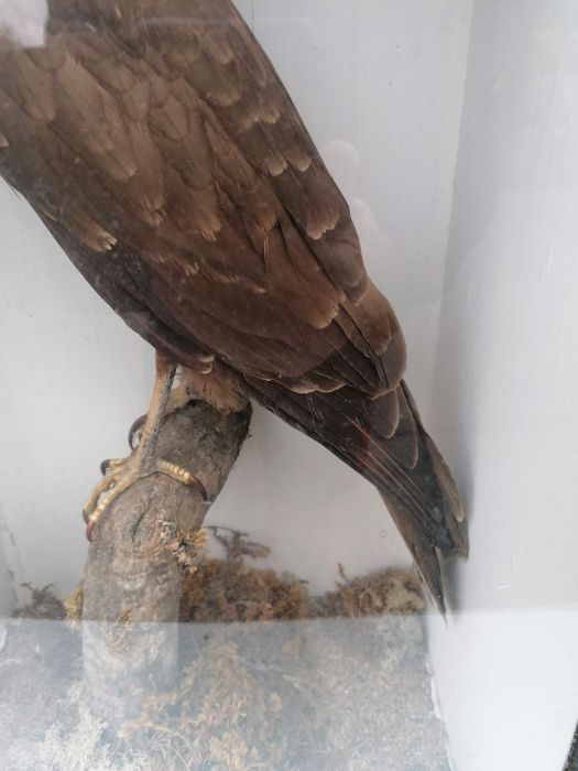An early 20th century cased taxidermy Marsh Harrier, (50 cm from head to tail) - Image 6 of 9