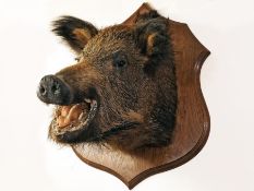 A mounted taxidermy Boar's head, 45h x 35w x 45d cm, in good condition