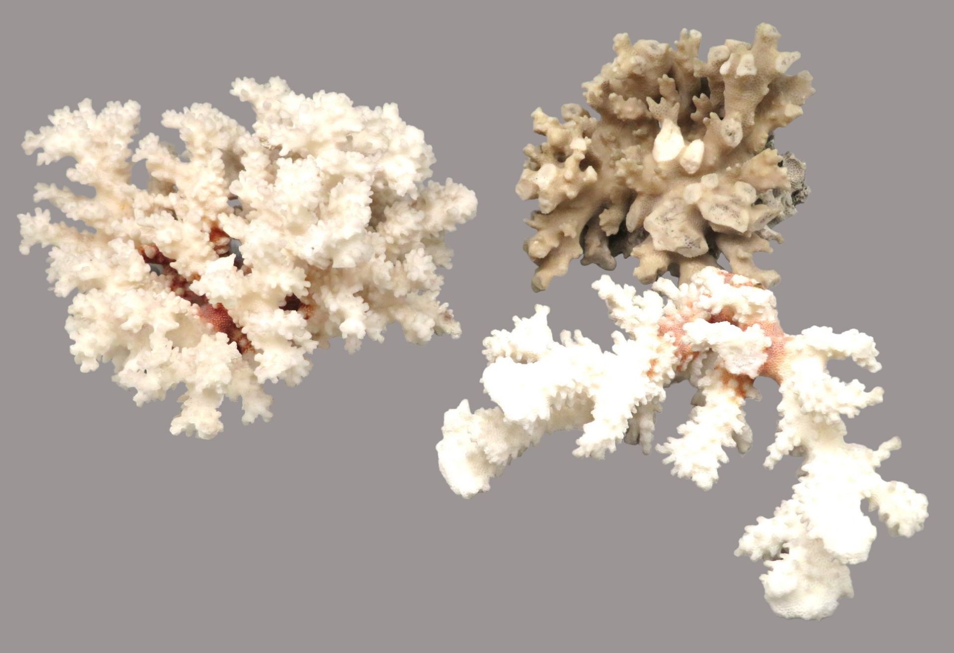 3 diverse Korallenstücke, 2 x Steinkoralle, 14 x 20/ 8 x 18/11 x 17 cm.