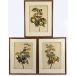 BESSA, Pancrace, nach, drei Aquatinta-Stiche mit Früchten, koloriert, ca. 48 x 35, bei A. Danlos, L