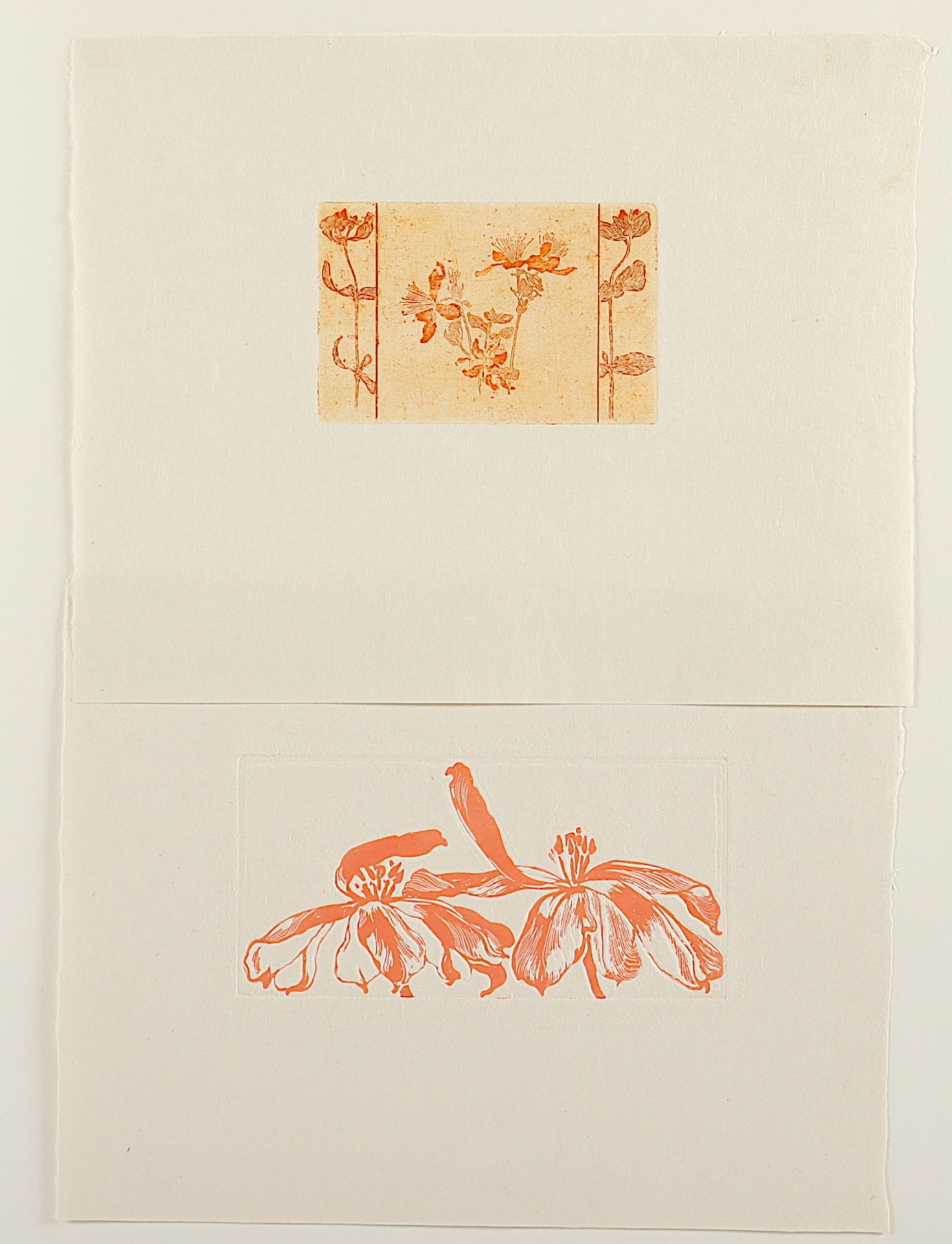 ILLIES, Arthur, 2 Arbeiten: "Johanniskraut" und "Rote Tulpen", Zinkätzungen, bis 9,5 x 21, 1896/189 - Bild 2 aus 2