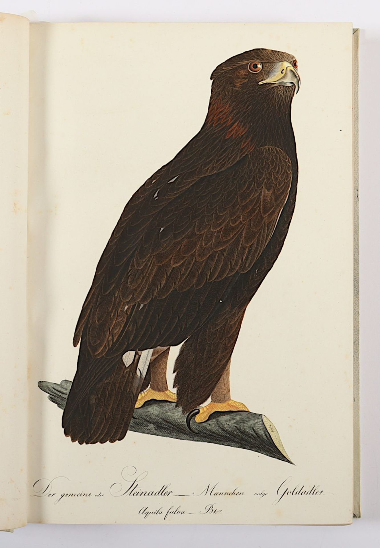 Teutsche Ornithologie, oder Naturgeschichte aller Vögel Teutschlands - Bild 3 aus 13