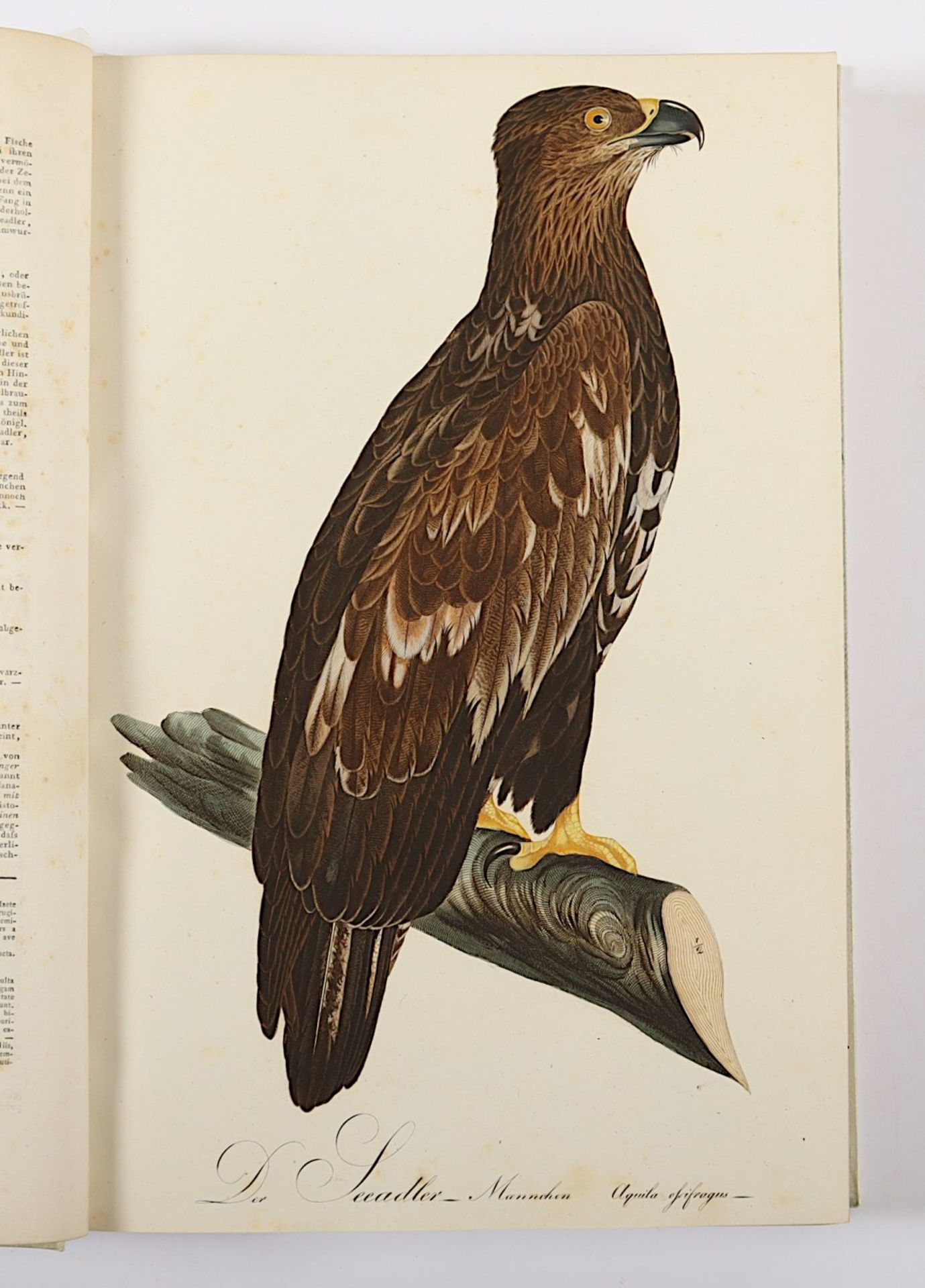 Teutsche Ornithologie, oder Naturgeschichte aller Vögel Teutschlands - Image 2 of 13