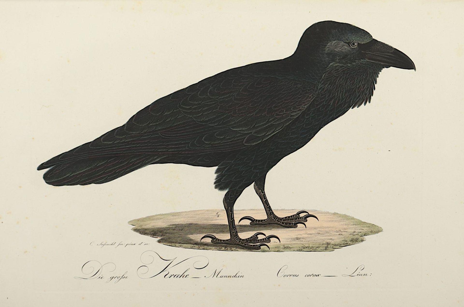 Teutsche Ornithologie, oder Naturgeschichte aller Vögel Teutschlands - Image 6 of 13