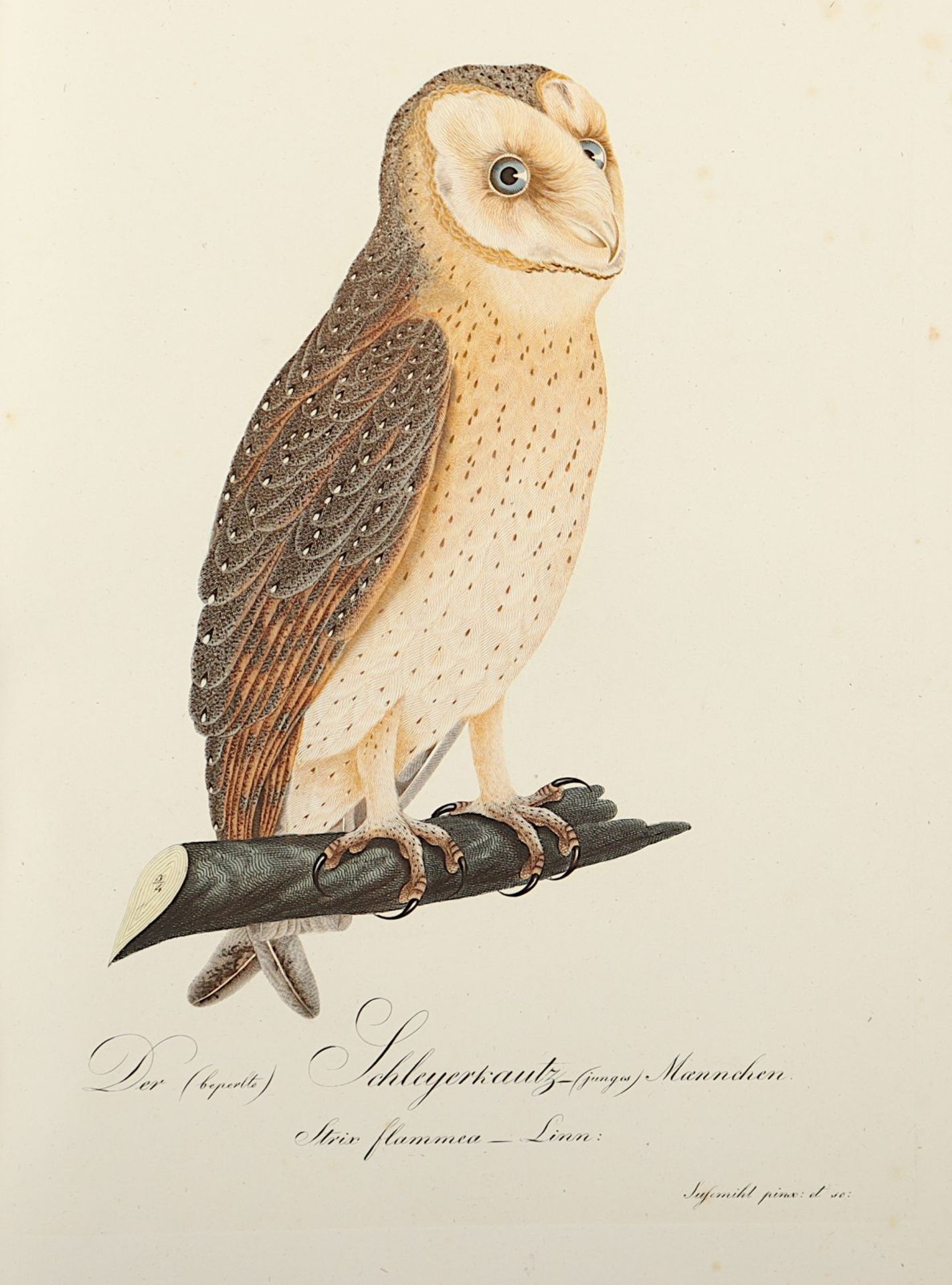 Teutsche Ornithologie, oder Naturgeschichte aller Vögel Teutschlands - Image 5 of 13