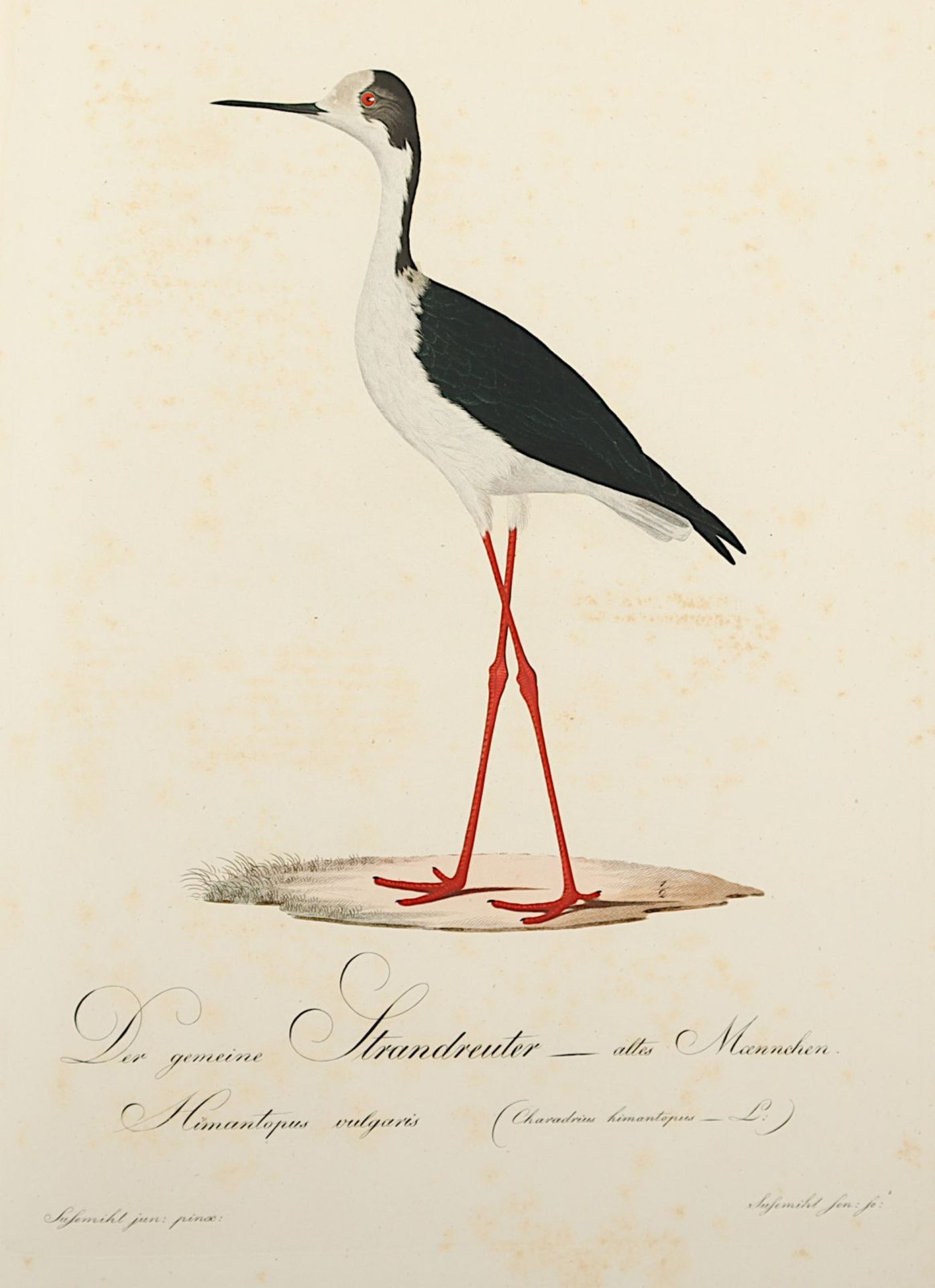 Teutsche Ornithologie, oder Naturgeschichte aller Vögel Teutschlands - Image 10 of 13