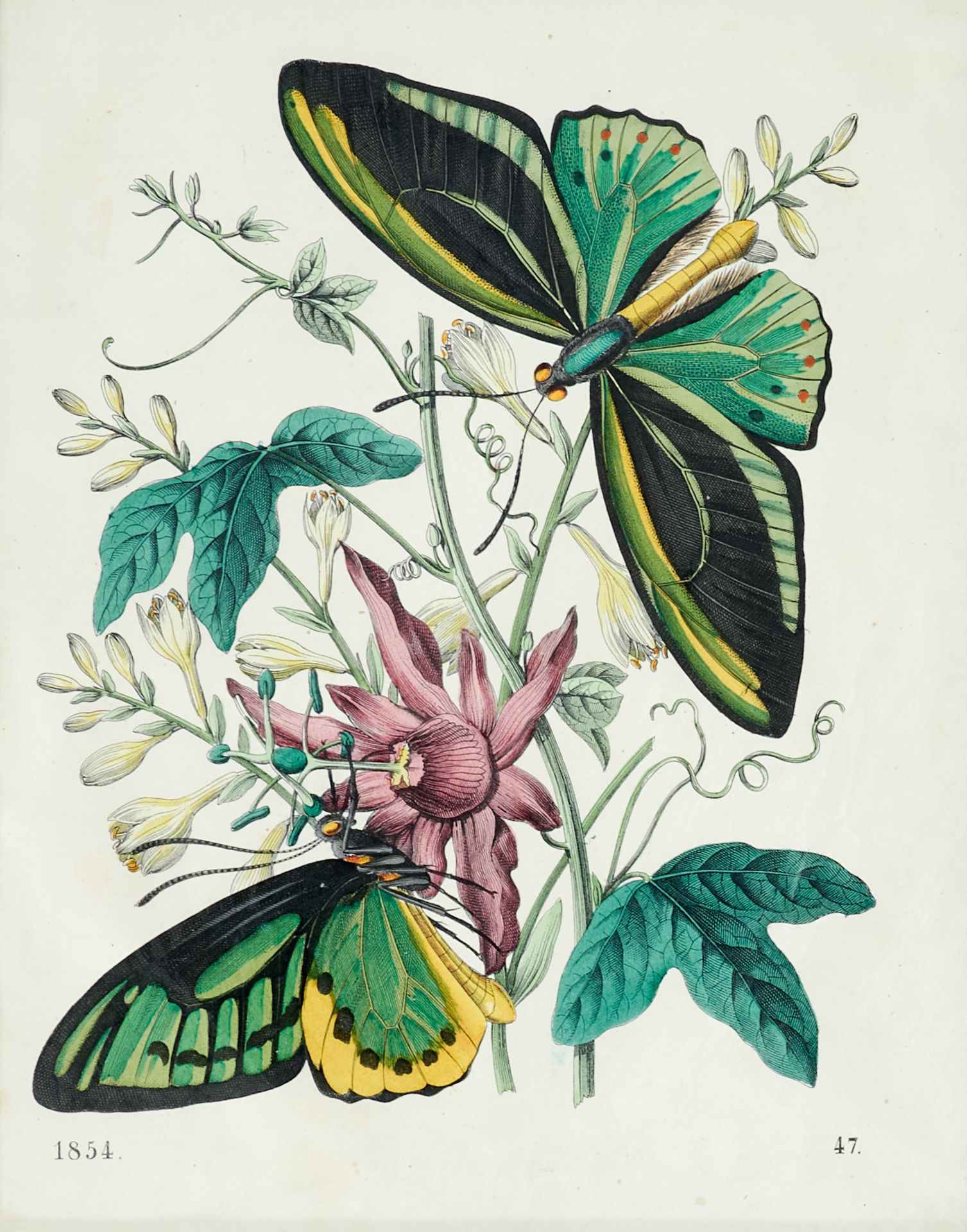 Fauna Merian - Vanillepflanze mit Schmetterlingen. Kolor. Kupferstich nach P. Sluyter und M. S. - Bild 3 aus 4
