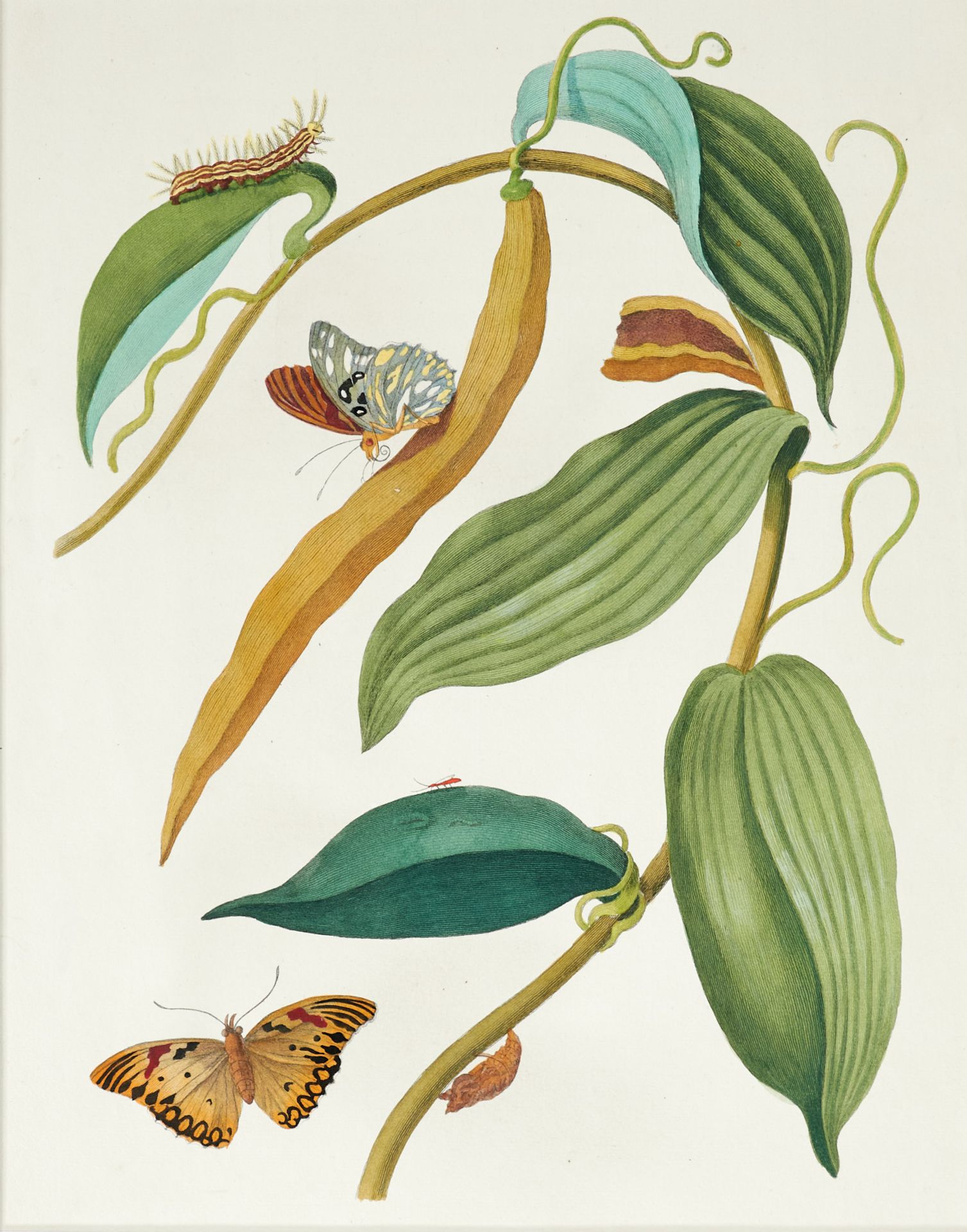 Fauna Merian - Vanillepflanze mit Schmetterlingen. Kolor. Kupferstich nach P. Sluyter und M. S. - Bild 4 aus 4