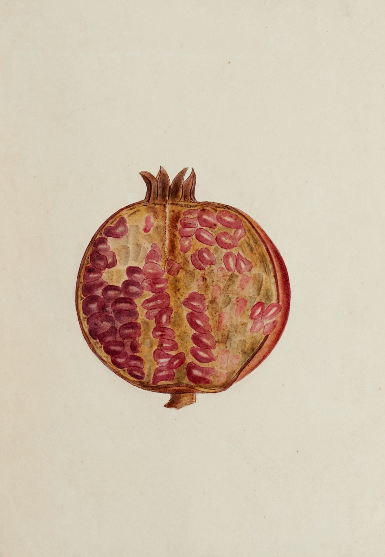 Flora Exotische Pflanzen - 5 Aquarelle über Bleistift. Wohl Deutschland, um 1820. 36,3 x 24,5 cm. ( - Bild 2 aus 5