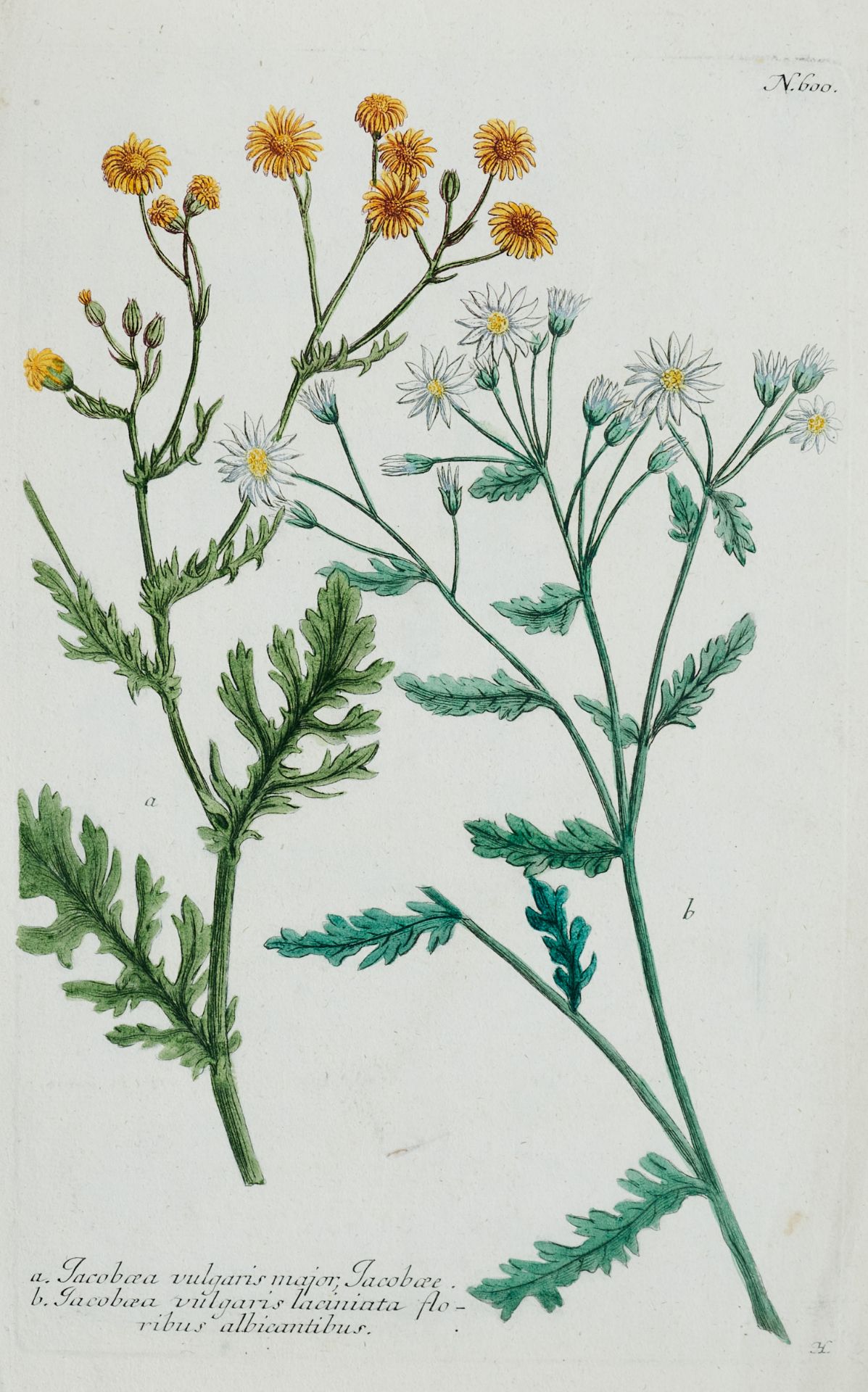 Flora Konvolut - Ca. 80 Kupferstiche und Holzschnitte des 16. bis 18. Jhdts. von verschied. Stechern - Bild 4 aus 12