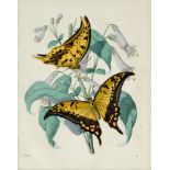 Fauna Merian - Vanillepflanze mit Schmetterlingen. Kolor. Kupferstich nach P. Sluyter und M. S.