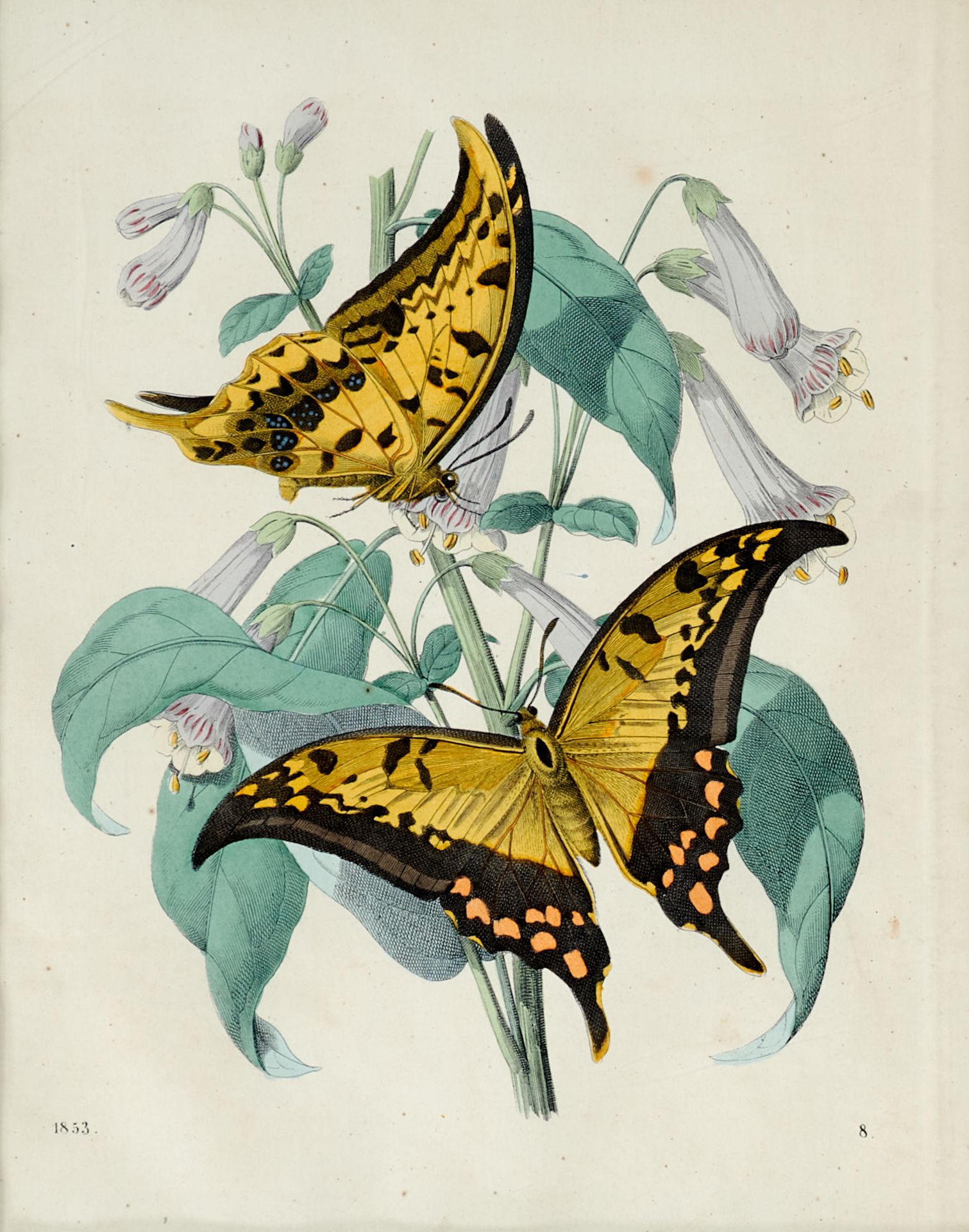 Fauna Merian - Vanillepflanze mit Schmetterlingen. Kolor. Kupferstich nach P. Sluyter und M. S.