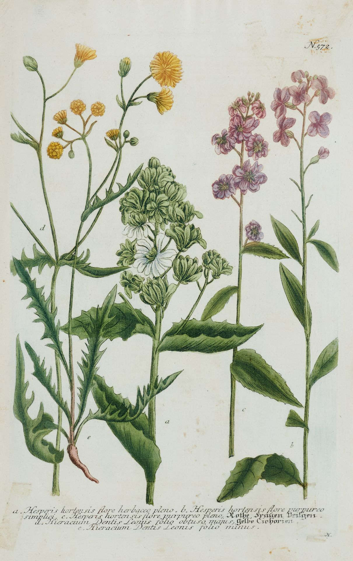 Flora Konvolut - Ca. 80 Kupferstiche und Holzschnitte des 16. bis 18. Jhdts. von verschied. Stechern - Bild 3 aus 12